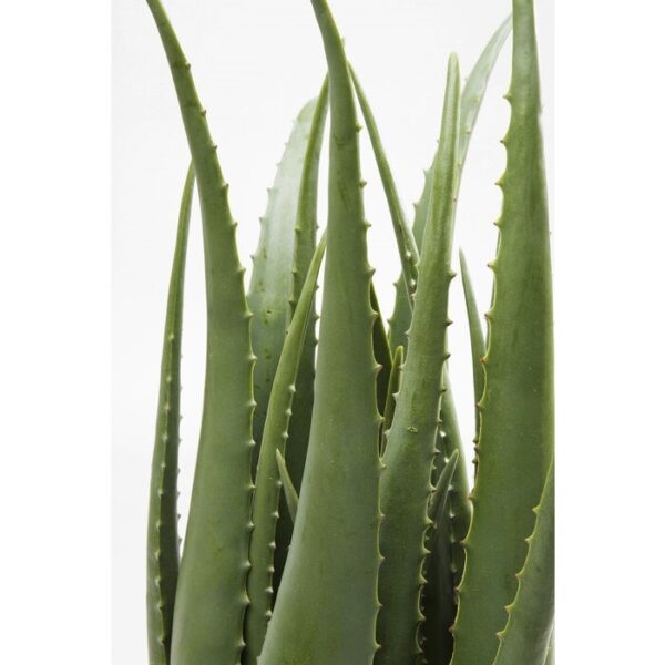 KARE roślina dekoracyjna ALOE 69 cm - obrazek 2